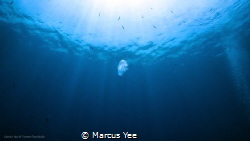 Title: The Lonely Jelly 
When : Oct 2017
Where : Tioman... by Marcus Yee 